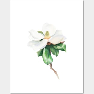 White magnolia watercolor art Posters and Art